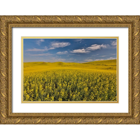 USA- Washington State- Palouse. Springtime landscape and Canola fields Gold Ornate Wood Framed Art Print with Double Matting by Gulin, Darrell
