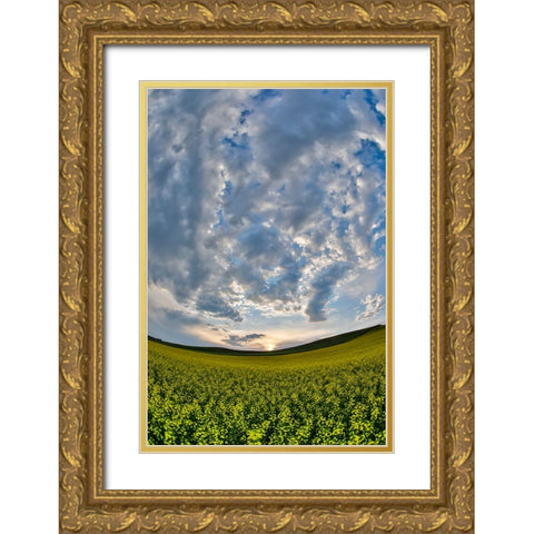 USA- Washington State- Palouse. Springtime landscape and Canola fields Gold Ornate Wood Framed Art Print with Double Matting by Gulin, Darrell