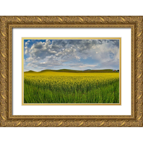 USA- Washington State- Palouse. Springtime landscape and Canola fields Gold Ornate Wood Framed Art Print with Double Matting by Gulin, Darrell