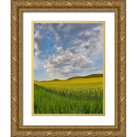 USA- Washington State- Palouse. Springtime landscape and Canola fields Gold Ornate Wood Framed Art Print with Double Matting by Gulin, Darrell
