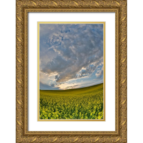 USA- Washington State- Palouse. Springtime landscape and Canola fields Gold Ornate Wood Framed Art Print with Double Matting by Gulin, Darrell