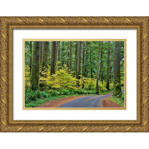 USA- Washington State- Darrington. Curved roadway in autumn forest of fir and vine maple trees Gold Ornate Wood Framed Art Print with Double Matting by Gulin, Darrell