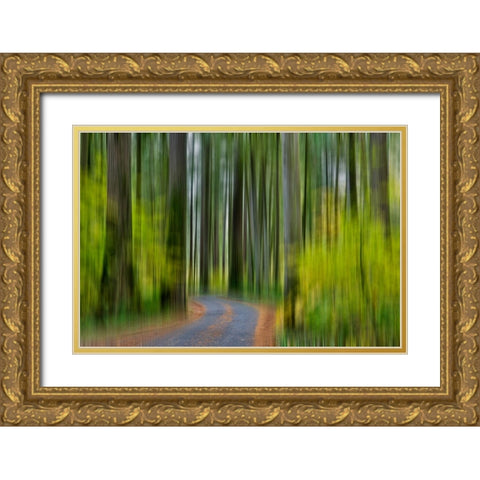 USA- Washington State- Darrington. Curved roadway in autumn forest of fir and vine maple trees Gold Ornate Wood Framed Art Print with Double Matting by Gulin, Darrell