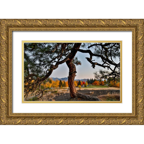 USA- Washington State- Winthrop- Sun Mountain and lone pine tree Gold Ornate Wood Framed Art Print with Double Matting by Gulin, Darrell