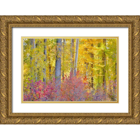 USA- Washington State. Cottonwoods and wild Dogwood trees in fall color near Winthrop Gold Ornate Wood Framed Art Print with Double Matting by Gulin, Darrell