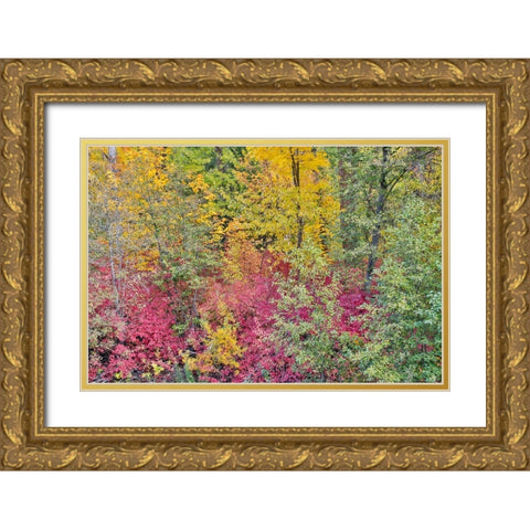 USA- Washington State. Cottonwoods and wild dogwood along Peshastin Creek- off of Highway 97 Gold Ornate Wood Framed Art Print with Double Matting by Gulin, Darrell