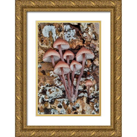 USA- Washington State- Sammamish. Mushrooms growing on fall alder tree log Gold Ornate Wood Framed Art Print with Double Matting by Gulin, Darrell