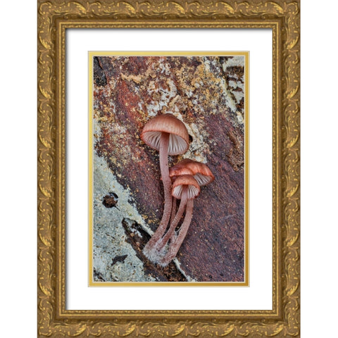 USA- Washington State- Sammamish. Mushrooms growing on fall alder tree log Gold Ornate Wood Framed Art Print with Double Matting by Gulin, Darrell