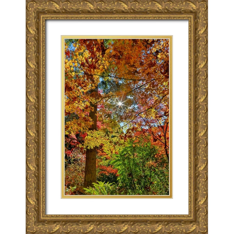 USA- Washington State- Seattle- Washington Arboretum with fall color on Japanese Maple trees Gold Ornate Wood Framed Art Print with Double Matting by Gulin, Darrell