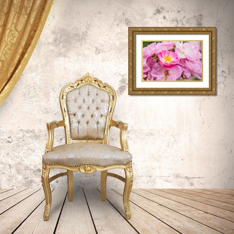 Washington State-Vancouver Roses in a garden in Vancouver-Washington Gold Ornate Wood Framed Art Print with Double Matting by Wilson, Emily
