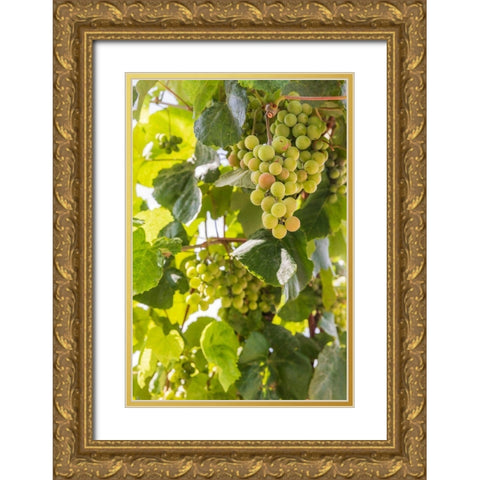 Washington State-Fort Vancouver National Historic Site Grapes in the garden  Gold Ornate Wood Framed Art Print with Double Matting by Wilson, Emily