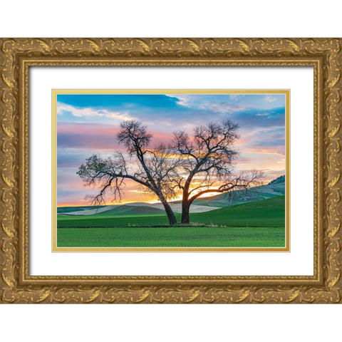Steptoe-Washington State-USA-Cottonwood trees in a wheat field at sunset Gold Ornate Wood Framed Art Print with Double Matting by Wilson, Emily M.