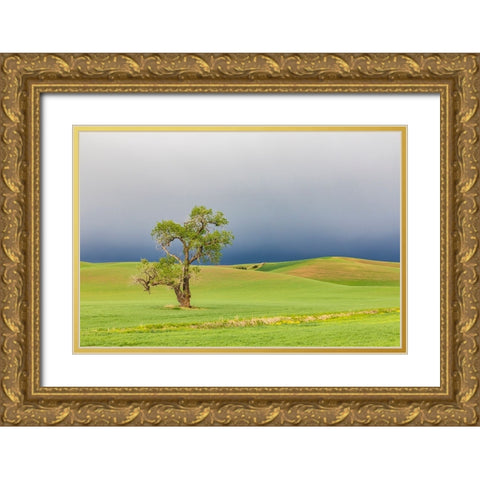 Steptoe-Washington State-USA-Cottonwood tree in wheat field under storm clouds in the Palouse hills Gold Ornate Wood Framed Art Print with Double Matting by Wilson, Emily M.