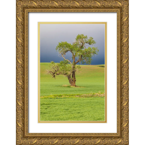 Steptoe-Washington State-USA-Cottonwood tree in wheat field under storm clouds in the Palouse hills Gold Ornate Wood Framed Art Print with Double Matting by Wilson, Emily M.