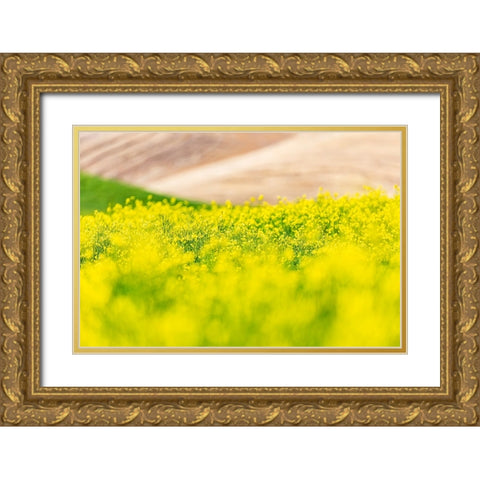 Lacrosse-Washington State-USA-Blooming canola field in the Palouse hills Gold Ornate Wood Framed Art Print with Double Matting by Wilson, Emily M.