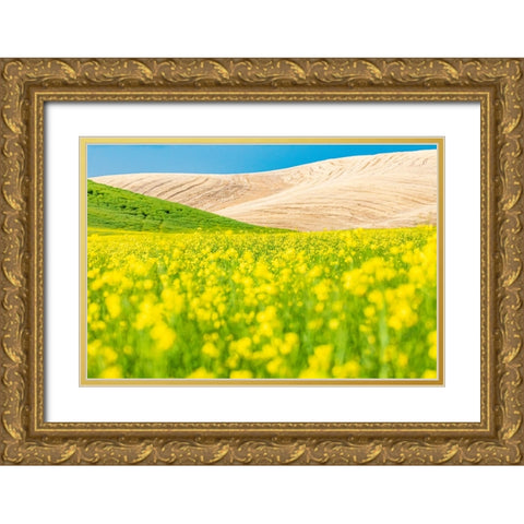 Lacrosse-Washington State-USA-Blooming canola field in the Palouse hills Gold Ornate Wood Framed Art Print with Double Matting by Wilson, Emily M.