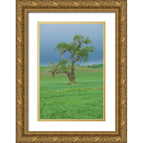 USA- Washington State- Whitman County- Palouse Gold Ornate Wood Framed Art Print with Double Matting by Wilson, Emily M.