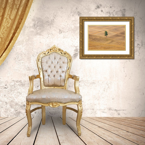 USA- Washington State- Whitman County- Palouse. Lone tree in rolling field. Gold Ornate Wood Framed Art Print with Double Matting by Wilson, Emily M.