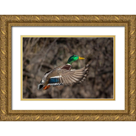 Washington State Male Mallard takes flight from Lake Washington Seattle Gold Ornate Wood Framed Art Print with Double Matting by Luhm, Gary