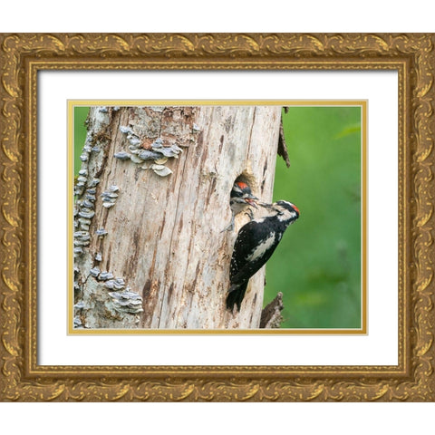 Washington State A male Hairy Woodpecker at nest hole feeds a young chick Snoqualmie Valley Gold Ornate Wood Framed Art Print with Double Matting by Luhm, Gary