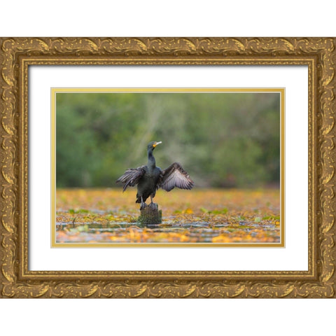 Washington State A Double-crested Cormorant spreads its wings to dry Seattle Gold Ornate Wood Framed Art Print with Double Matting by Luhm, Gary