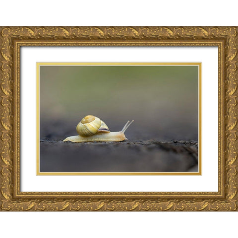 Washington State Grove Snail or Brown-lipped snail and invasive species from Europe Kirkland Gold Ornate Wood Framed Art Print with Double Matting by Luhm, Gary