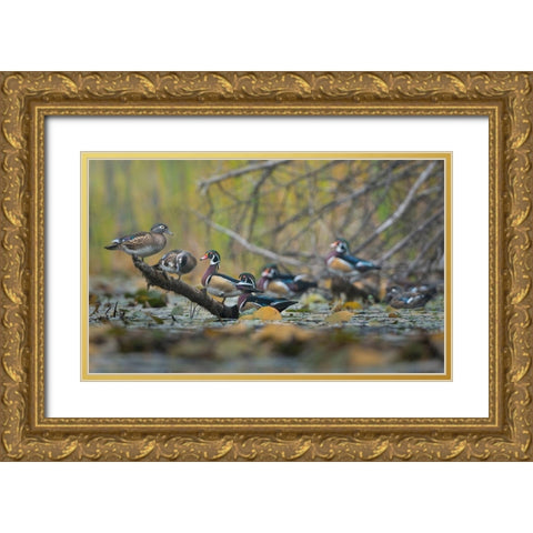 Washington State Wood Ducks (Aix sponsa) flock roosts on a quiet pond Seattle Gold Ornate Wood Framed Art Print with Double Matting by Luhm, Gary