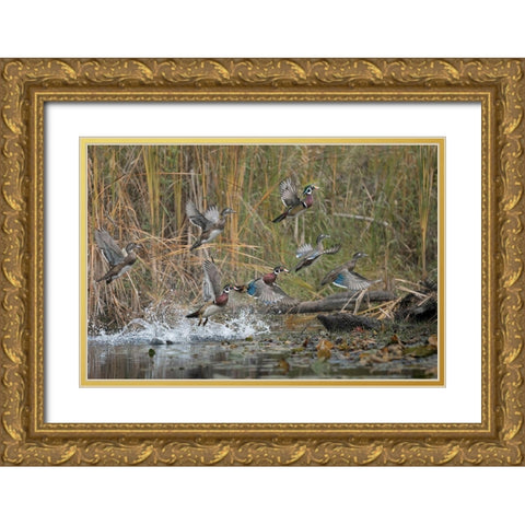 Washington State Wood Ducks (Aix sponsa) flock takes flight from a quiet pond Seattle Gold Ornate Wood Framed Art Print with Double Matting by Luhm, Gary