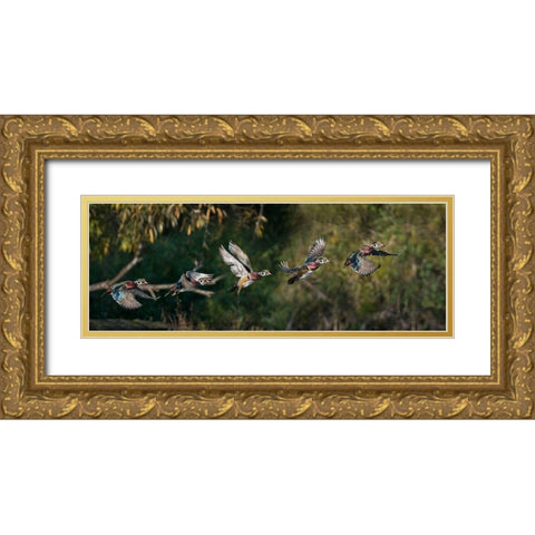 Washington State A male Wood Duck (Aix sponsa) flight sequence Seattle Digital composite Gold Ornate Wood Framed Art Print with Double Matting by Luhm, Gary