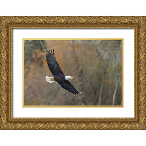 Washington State Bald Eagle in flight over Lake Washington-Kenmore Gold Ornate Wood Framed Art Print with Double Matting by Luhm, Gary