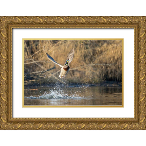 Washington State Male Mallard (Anas platyrhynchos) takes flight from Lake Washington Kirkland Gold Ornate Wood Framed Art Print with Double Matting by Luhm, Gary