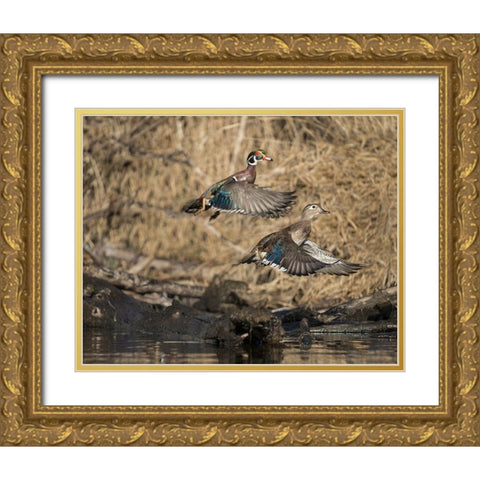 Washington State A male and female Wood Duck (Aix sponsa) take flight Seattle Digital composite Gold Ornate Wood Framed Art Print with Double Matting by Luhm, Gary