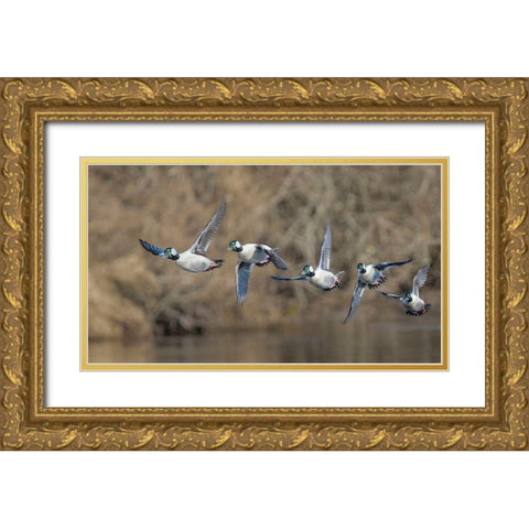 Washington State Composite image of a male Bufflehead taking off from the Sammamish Slough Gold Ornate Wood Framed Art Print with Double Matting by Luhm, Gary