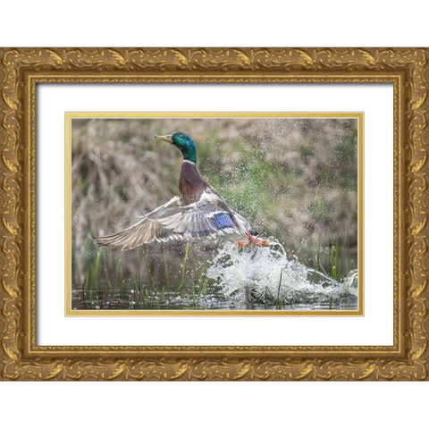 Washington State Male Mallard (Anas platyrhynchos) takes flight from Lake Washington Kirkland Gold Ornate Wood Framed Art Print with Double Matting by Luhm, Gary