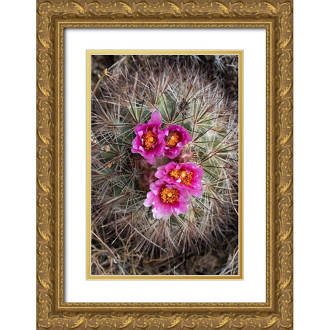 Washington State Simpsons Hedgehog Cactus flowering in May at Beezley Hills Preserve Gold Ornate Wood Framed Art Print with Double Matting by Luhm, Gary
