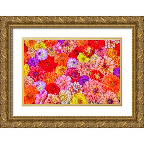 Usa-Washington State-Sammamish Group of Dahlias Gold Ornate Wood Framed Art Print with Double Matting by Looney, Hollice
