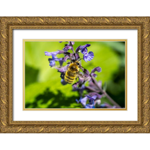 Issaquah-Washington State-USA-Honeybee pollinating a Walkers Low catnip-Nepeta Walkers Low Gold Ornate Wood Framed Art Print with Double Matting by Horton, Janet