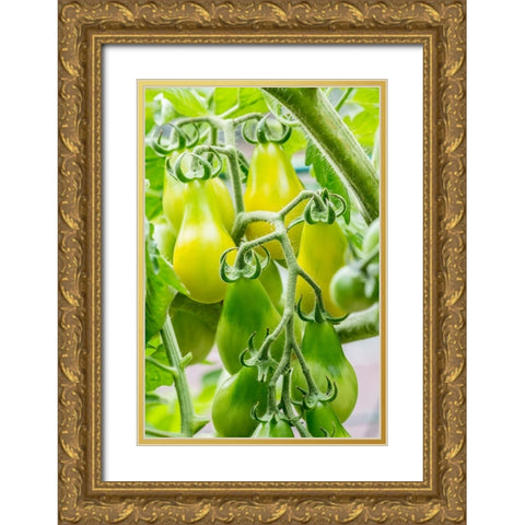 Issaquah-Washington State-USA Heirloom Yellow Pear tomatoes Gold Ornate Wood Framed Art Print with Double Matting by Horton, Janet