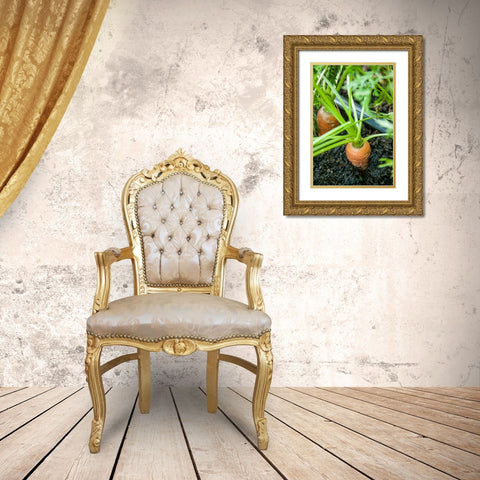 Issaquah-Washington State-USA Yaya carrots growing with tops showing Gold Ornate Wood Framed Art Print with Double Matting by Horton, Janet