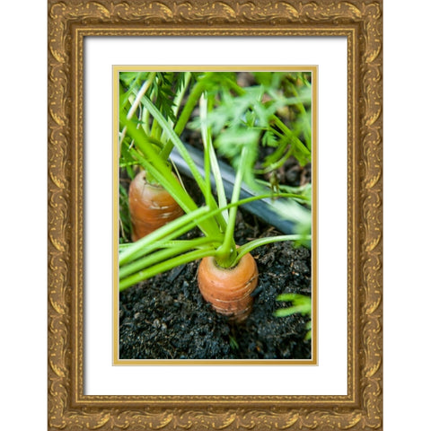 Issaquah-Washington State-USA Yaya carrots growing with tops showing Gold Ornate Wood Framed Art Print with Double Matting by Horton, Janet