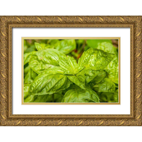 Issaquah-Washington State-USA Genovese basil plants Gold Ornate Wood Framed Art Print with Double Matting by Horton, Janet