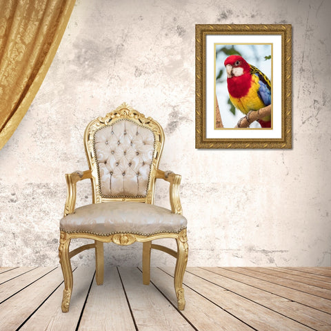 Seattle-Washington State-USA Eastern Rosella Gold Ornate Wood Framed Art Print with Double Matting by Horton, Janet