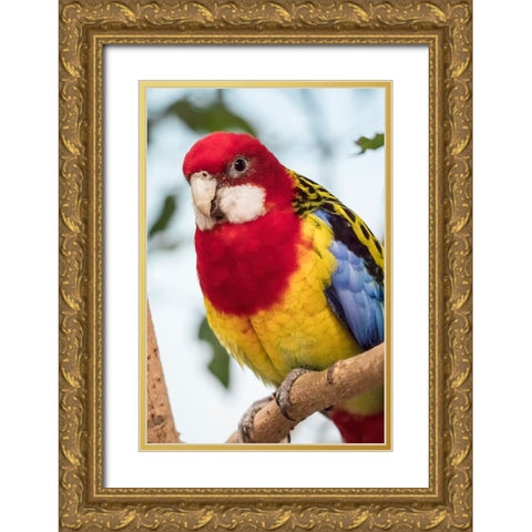 Seattle-Washington State-USA Eastern Rosella Gold Ornate Wood Framed Art Print with Double Matting by Horton, Janet