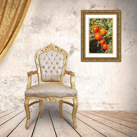 Bellevue-Washington State-USA Ripe Willamette tomatoes on the vine Gold Ornate Wood Framed Art Print with Double Matting by Horton, Janet