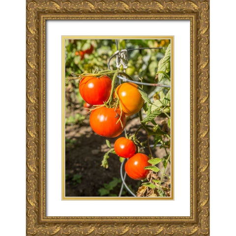 Bellevue-Washington State-USA Ripe Willamette tomatoes on the vine Gold Ornate Wood Framed Art Print with Double Matting by Horton, Janet