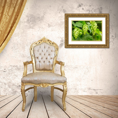 Issaquah-Washington State-USA Close-up of hops cones Gold Ornate Wood Framed Art Print with Double Matting by Horton, Janet