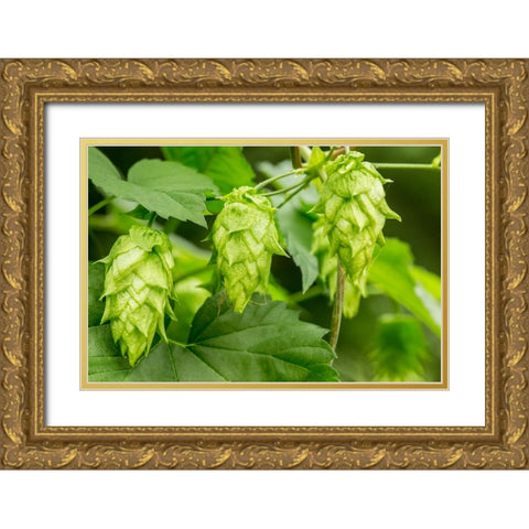 Issaquah-Washington State-USA Close-up of hops cones Gold Ornate Wood Framed Art Print with Double Matting by Horton, Janet