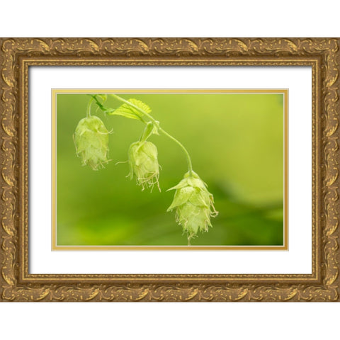 Issaquah-Washington State-USA Close-up of hops cones Gold Ornate Wood Framed Art Print with Double Matting by Horton, Janet
