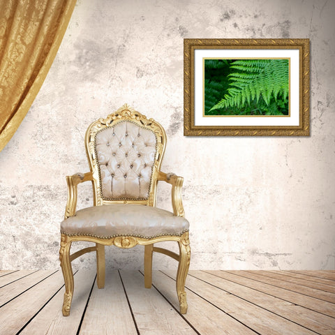 Issaquah-Washington State-USA Lady fern plant Gold Ornate Wood Framed Art Print with Double Matting by Horton, Janet