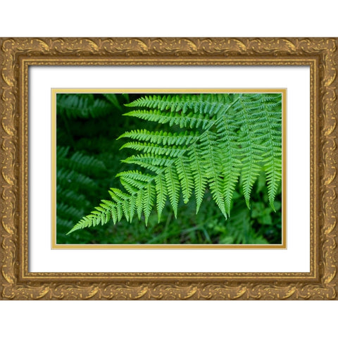 Issaquah-Washington State-USA Lady fern plant Gold Ornate Wood Framed Art Print with Double Matting by Horton, Janet